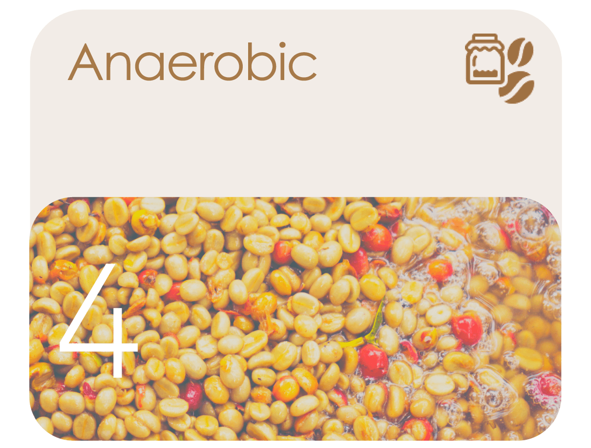 Avercasso’s anaerobic model improves detection of abnormal fermentation signs for precise sorting of diverse green beans.