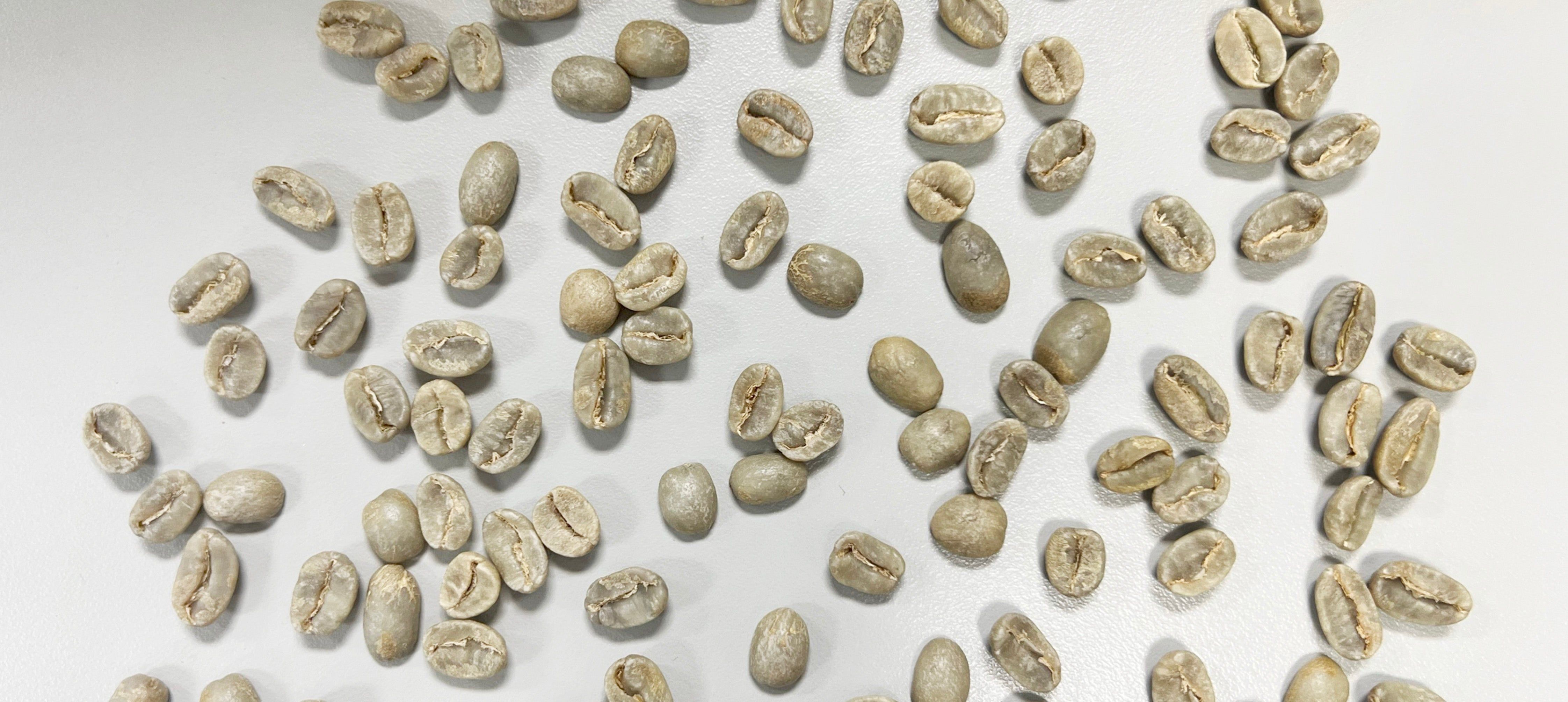 Green beans after avercasso AI sorting, laid on a white table—clean, uniform, and free of defects.